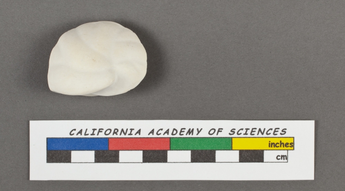Cassidulina laevigata d'Orbigny, 1826 Cassidulina laevigata d'Orbigny, 1826