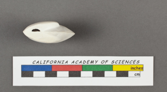 Cassidulina laevigata d'Orbigny, 1826 Cassidulina laevigata d'Orbigny, 1826