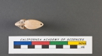 Cristellaria laevigata d'Orbigny, 1826