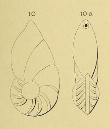 Cristellaria laevigata d'Orbigny, 1826 Cristellaria laevigata d'Orbigny, 1826