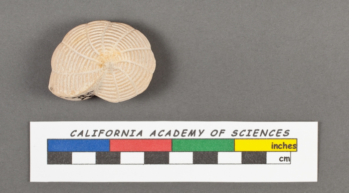 Dendritina arbuscula d'Orbigny, 1826 Dendritina arbuscula d'Orbigny, 1826