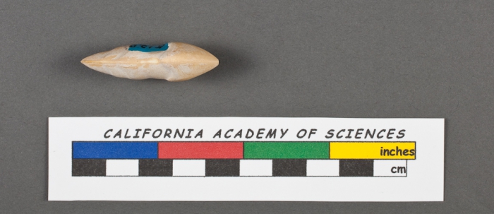 Lingulina carinata d'Orbigny, 1826 Lingulina carinata d'Orbigny, 1826