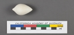 Nodosaria glans d'Orbigny, 1826