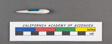 Nodosaria hasta d'Orbigny, 1826, author: Le Coze, François