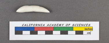 Nodosaria obliqua d'Orbigny, 1826, author: Le Coze, François