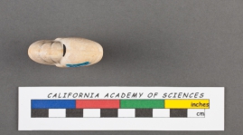 Nonionina laevis d'Orbigny, 1826, author: Le Coze, François