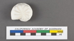 Nonionina limba d'Orbigny, 1826