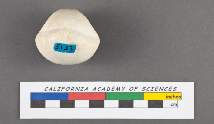 Nonionina sphaeroides d'Orbigny, 1832 Nonionina sphaeroides d'Orbigny, 1832