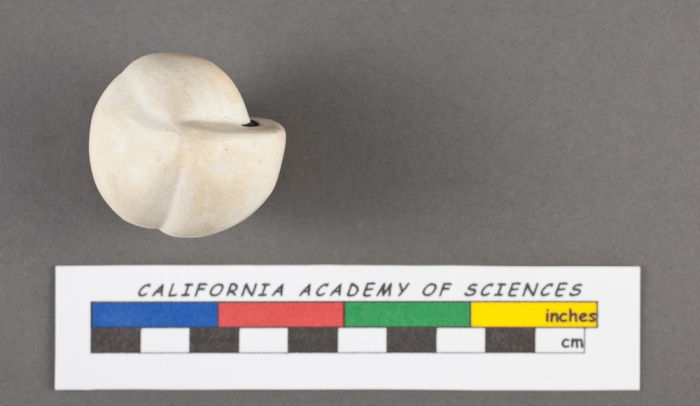 Nonionina sphaeroides d'Orbigny, 1832 Nonionina sphaeroides d'Orbigny, 1832