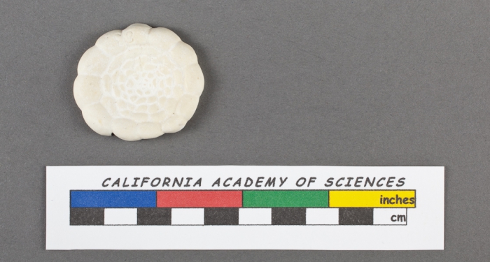 Planorbulina mediterranensis d'Orbigny, 1826 Planorbulina mediterranensis d'Orbigny, 1826