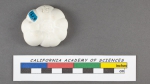 Planorbulina nitida d'Orbigny, 1826