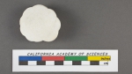 Planorbulina nitida d'Orbigny, 1826