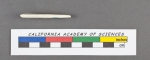 Planularia cymba d'Orbigny, 1826 
