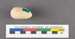 Polymorphina communis d'Orbigny, 1826