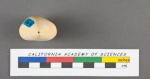 Polymorphina communis d'Orbigny, 1826