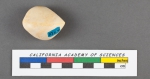 Polymorphina communis d'Orbigny, 1826