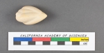 Polymorphina problema d'Orbigny, 1826