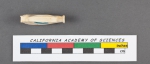 Quinqueloculina ferussacii d'Orbigny, 1826