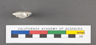 Quinqueloculina lyra d'Orbigny, 1826, author: Le Coze, François