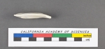 Quinqueloculina lyra d'Orbigny, 1826