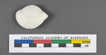 Quinqueloculina secans d'Orbigny, 1826
