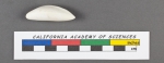 Rimulina glabra d'Orbigny, 1826