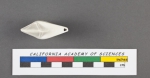 Robulina virgata d'Orbigny, 1826