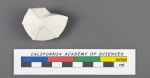Robulina virgata d'Orbigny, 1826