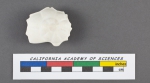Rotalia bisaculeata d'Orbigny, 1826