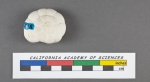 Rotalia corallinarum d'Orbigny, 1826