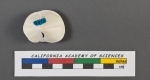 Rotalia menardii d'Orbigny, 1826