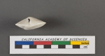 Rotalia menardii d'Orbigny, 1826