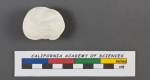 Rotalia menardii d'Orbigny, 1826