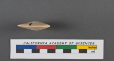 Rotalia rosacea d'Orbigny, 1826, author: Le Coze, Franis