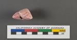Rotalia rosea d'Orbigny, 1826