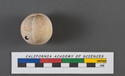 Sphaeroidina bulloides d'Orbigny, 1826, author: Le Coze, François