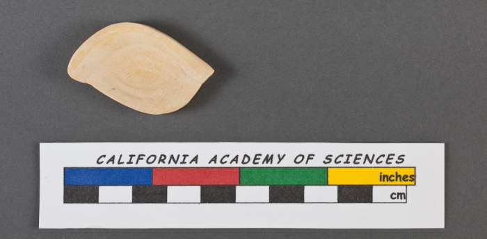 Spiroloculina depressa d'Orbigny, 1826 Spiroloculina depressa d'Orbigny, 1826