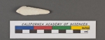 Textularia pigmea d'Orbigny, 1826