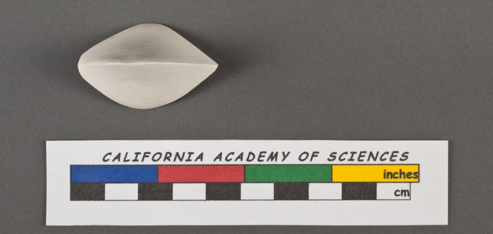 Triloculina tricarinata d'Orbigny, 1826 Triloculina tricarinata d'Orbigny, 1826