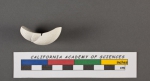 Truncatulina tuberculata d'Orbigny, 1826