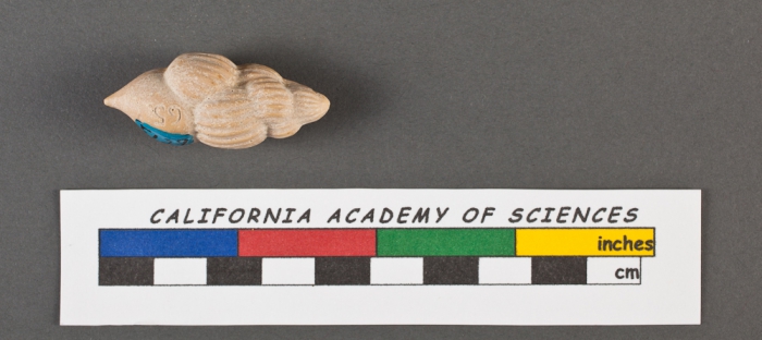 Uvigerina pigmea d'Orbigny, 1826 Uvigerina pigmea d'Orbigny, 1826
