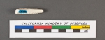 Vaginulina elegans d'Orbigny, 1826