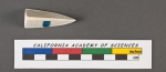 Vaginulina tricarinata d'Orbigny, 1826