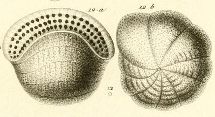 Alveolina bulloides d'Orbigny in Guérin-Méneville, 1844 Alveolina bulloides d'Orbigny in Guérin-Méneville, 1844