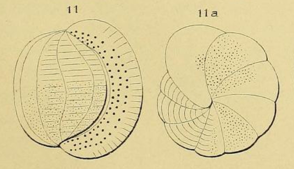 Alveolina bulloides d'Orbigny in Guérin-Méneville, 1844 Alveolina bulloides d'Orbigny in Guérin-Méneville, 1844
