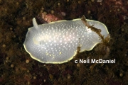Cadlina luteomarginata, author: Neil McDaniel