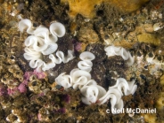 Onchidoris bilamellata