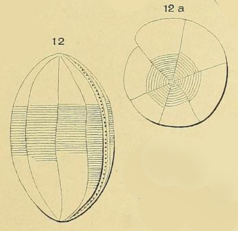 Alveolina ovoidea d'Orbigny, 1826 Alveolina ovoidea d'Orbigny, 1826