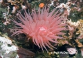 Aulactinia vancouverensis