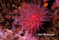 Aulactinia vancouverensis